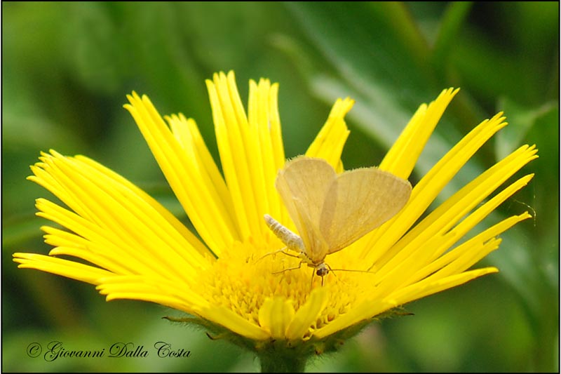 piccola farfalla n�2